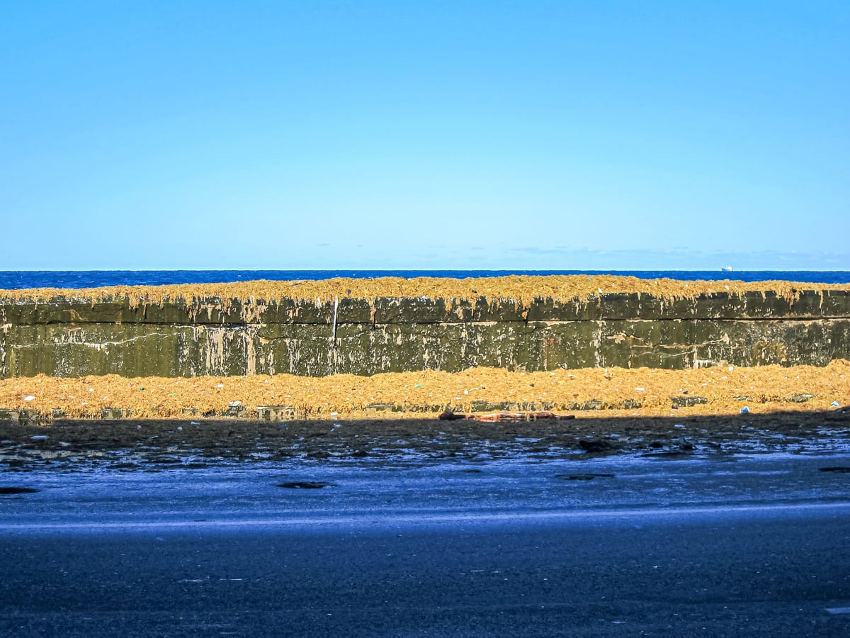 Seaweed on the Malecon after a storm