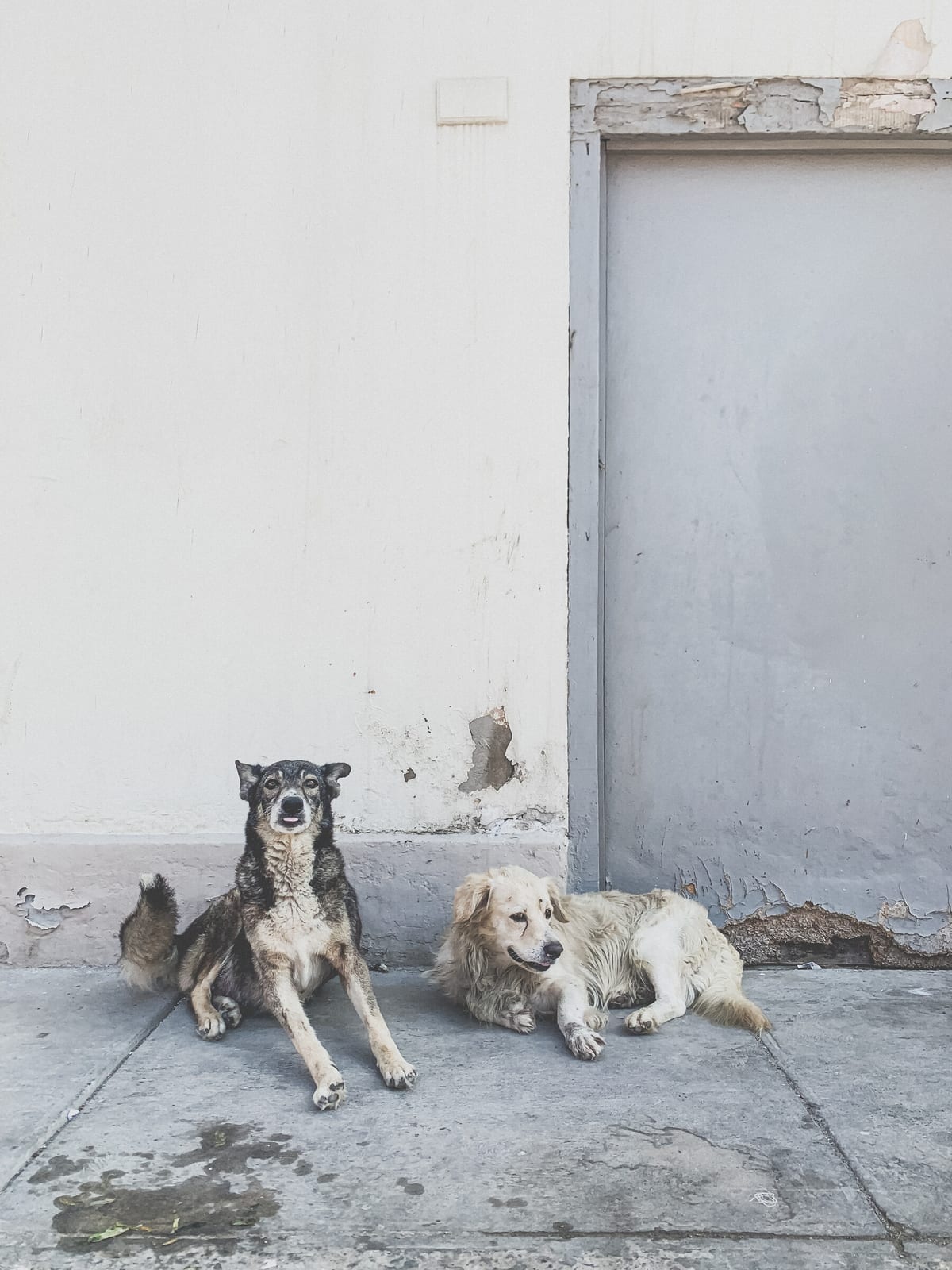 Street dogs in Huancaco